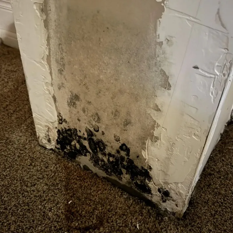Professional Mold Removal in Nevada, IA